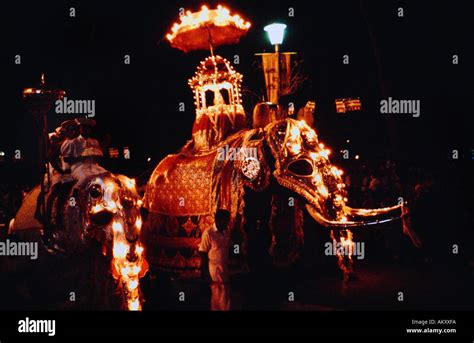 Sri Lanka Perahera Elephants Decorated with Lights in Parade at Night ...