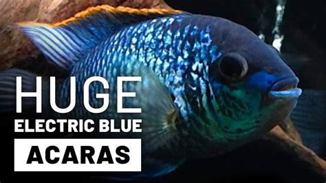 Checkout these Huge Electric Blue Acaras 🔴 Full Grown Adults - YouTube