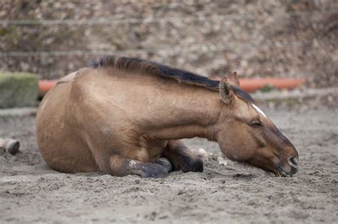 14 Best Ways to Naturally Prevent Colic in Horses [Countdown] | Mad Barn