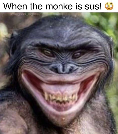 When the monke is sus! 😳 : r/ape