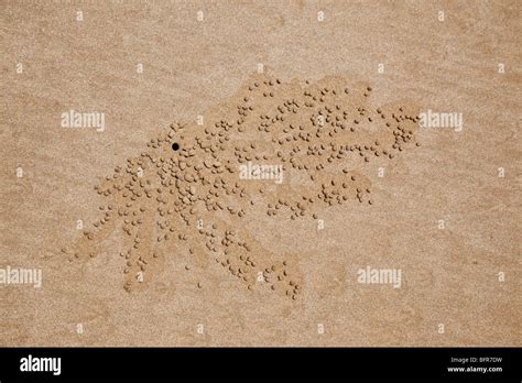 Ghost crab burrows, Mission Beach, near Cairns, Queensland, Australia ...