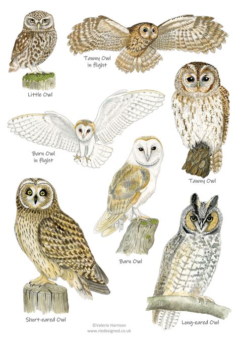 British Owls Identification A5 Card Postcard, Art Print