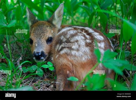 Baby deer hiding grass hi-res stock photography and images - Alamy