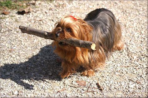 2560x1440 wallpaper | brown and black maltese dog | Peakpx