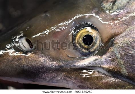 Close Face Coho Salmon Eye Nostril Stock Photo 2051165282 | Shutterstock