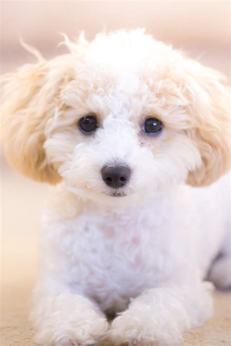 Poodle Puppies (20+ Perfect Pups) - Talk to Dogs