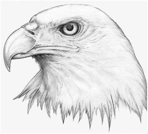 wood burning pattern Eagle | Eagle drawing, Eagle head tattoo, Drawings