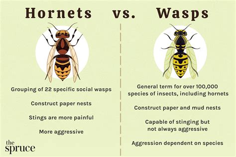 Wasp Vs Hornet Sting