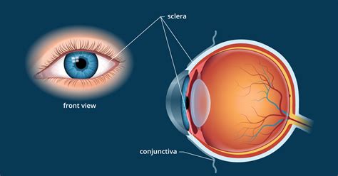 Sclera (White of the Eye) | Medical anatomy, Human eye diagram, Eye ...