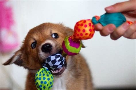 [2020] Why Do Dogs Like Squeaky Toys? TOP-10 Best Squeaky Dog Toys