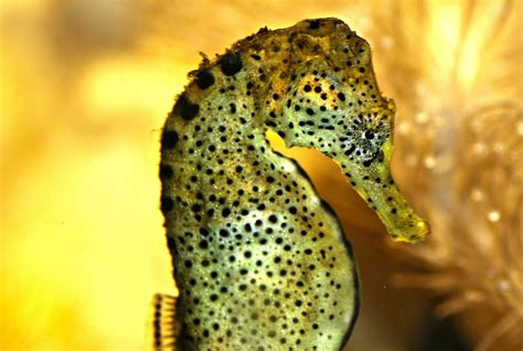 Seahorse Facts For Kids Pictures, Information & Activities