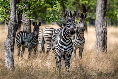 Roaring ahead: Is this park Malawi's next Big Five destination ...