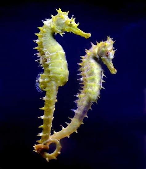 Seed to Feed Me: SEAHORSE FACTS