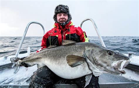 Big Fishes of the World: COD ATLANTIC (Gadus morhua)