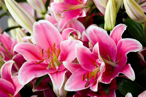 Flower Facts: Types of Lilies, Flower Meaning, and More - Orchid Republic