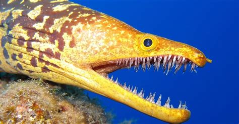 Moray Eel Teeth: Do Moray Eels Have Double Teeth? - AZ Animals