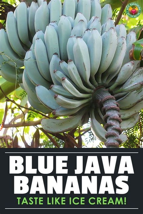 Have you heard of the blue java banana? Called the ice cream banana ...