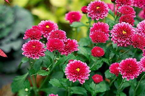 5 Tips for Growing Hardy Mums that will Bloom Year After Year (With ...