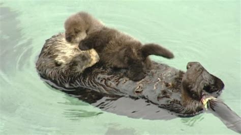 You ‘otter’ get a look at this cute baby otter - NBC News