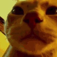 Cat Vibeing GIF – Cat Vibeing Vibing – discover and share GIFs