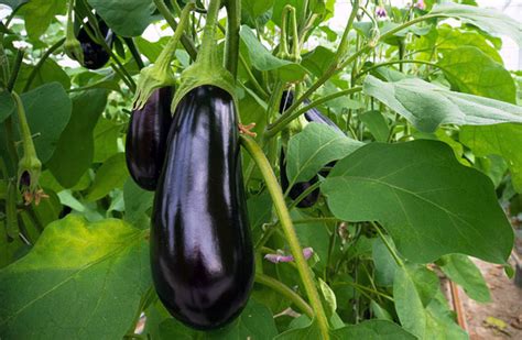 Talong (Eggplant) Cultivation Guide: All You Need to Know in Planting ...