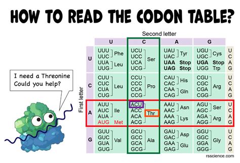 How to Read the Amino Acids Codon Chart? - Genetic Code and mRNA ...