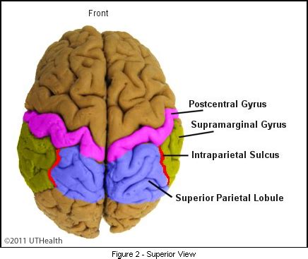 Intraparietal Sulcus Function