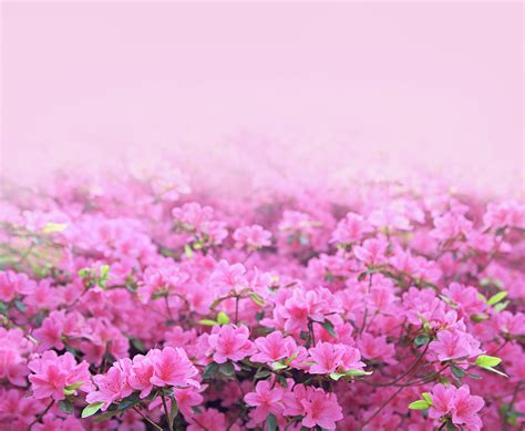 Pink Azaleas Background Photograph by Phototropic - Fine Art America