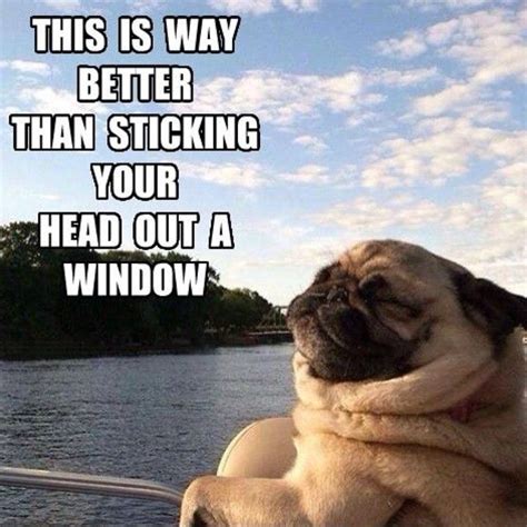 Dogs are the best co captains! | Pugs, Cute pugs, Pugs funny