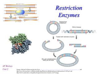 PPT - Restriction Enzymes PowerPoint Presentation - ID:1760011