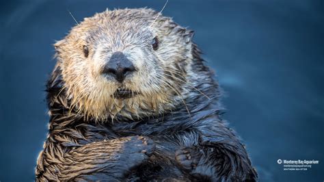 Southern sea otter | Wallpapers | Monterey Bay Aquarium