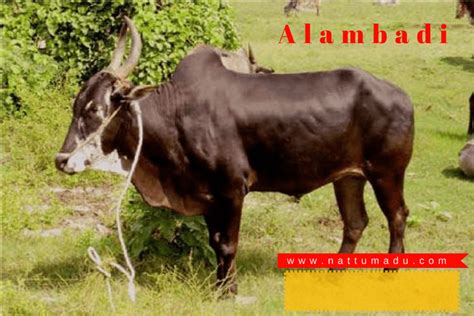 List of Bos Indicus Breeds - (Zebu Breed) - Native Breed.org