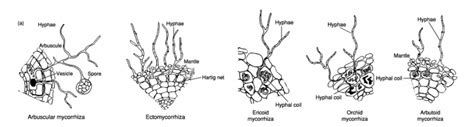 Ericoid Mycorrhizal Fungi & Cranberry: Mutualisms with Potential ...