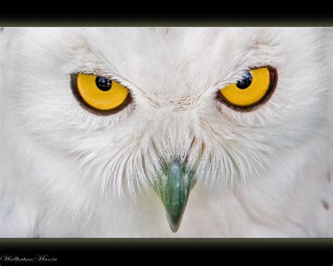 Eyes white owl wallpapers and images - wallpapers, pictures, photos