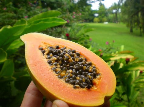 Greg's World on a Plate: Island Style, Tropical Fruits