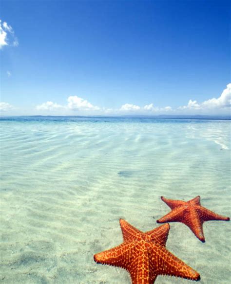 Starfish Beach, bocas del toro, Panama - Top Attractions, Things to Do ...