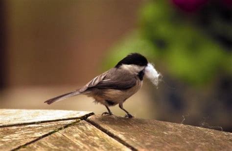 Chickadee nesting habits | BIRDS in my garden | Pinterest