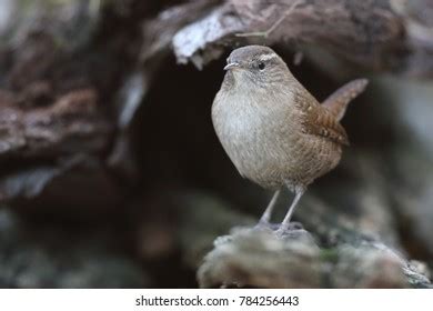 Eurasian Wren Feeding Point Stock Photo 784256446 | Shutterstock