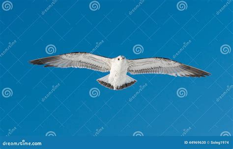 One bird flies on sky stock photo. Image of flight, animal - 44969630