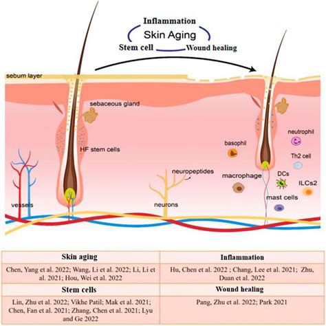 Frontiers | Editorial: Inflammation, stem cells and wound healing in ...