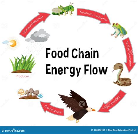 Diagram Food Sources Of Vitamins Vector Illustration | CartoonDealer ...