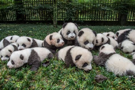 A Behind-The-Scenes Look At Photographing Pandas