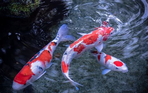 Wallpaper japanese carp, koi, fish, water, pond desktop wallpaper ...