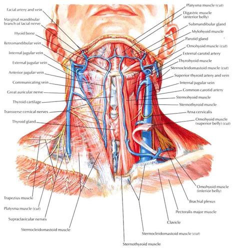 Anterior Neck Anatomy - Anatomical Charts & Posters