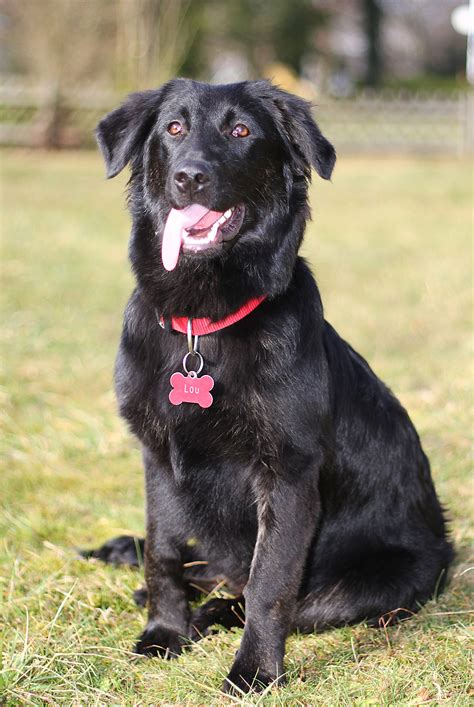 Border Collie Lab Mix - A Guide To The Energetic Borador Dog Breed