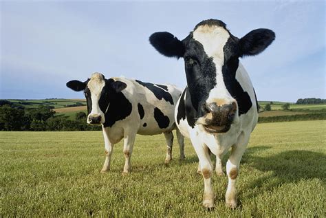 Two Holstein-friesian Cows In Field by Peter Cade