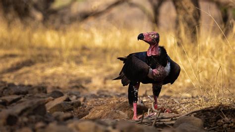 Red-headed vulture (Sarcogyps calvus)