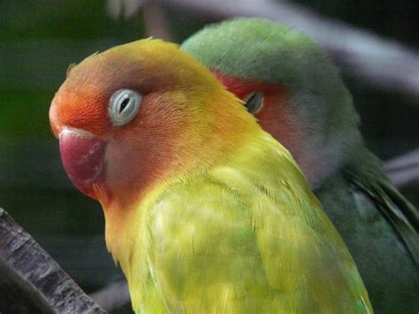 African Love Bird: Characteristics and Temperamental - HubPages