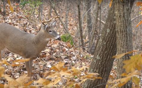 How To Create Daylight Buck Movement Habitat | Whitetail Habitat Solutions