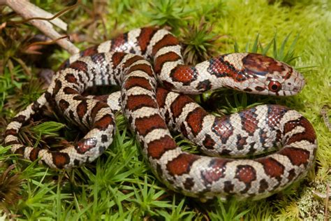 20 Astonishing Facts About Milk Snake - Facts.net